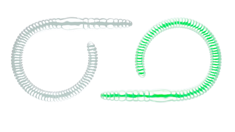 Flex Worm Cheese