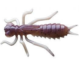 Kasari