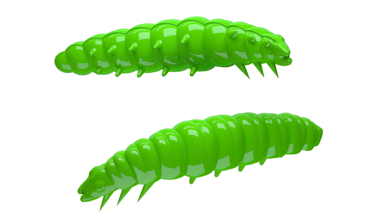 Larva